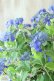 画像10: 山紫陽花 "紫水晶" 20cmポット