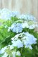 画像2: 山紫陽花 "空~くう~" 18cmポット (2)