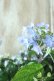 画像15: 山紫陽花 "剣の舞" 18cmポット