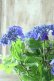画像6: 山紫陽花 "紫水晶" 18cmポット