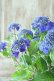 画像13: 山紫陽花 "紫水晶" 18cmポット
