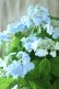 画像8: 山紫陽花 "空~くう~" 18cmポット