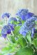 画像14: 山紫陽花 "紫水晶" 18cmポット