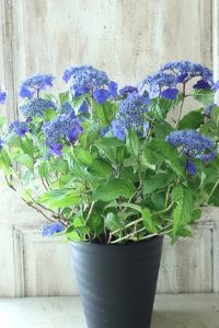 山紫陽花 "紫水晶" 18cmポット