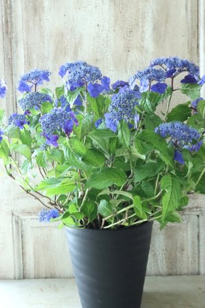 画像1: 山紫陽花 "紫水晶" 18cmポット