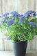 画像1: 山紫陽花 "紫水晶" 18cmポット (1)