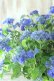 画像8: 山紫陽花 "紫水晶" 20cmポット
