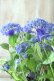 画像9: 山紫陽花 "紫水晶" 18cmポット