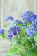 画像12: 山紫陽花 "紫水晶" 18cmポット