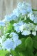 画像7: 山紫陽花 "空~くう~" 18cmポット