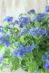 画像9: 山紫陽花 "紫水晶" 20cmポット