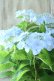 画像11: 山紫陽花 "空~くう~" 18cmポット