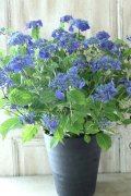 山紫陽花 "紫水晶" 20cmポット