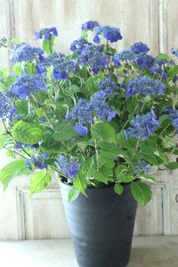 山紫陽花 "紫水晶" 20cmポット
