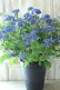 画像1: 山紫陽花 "紫水晶" 20cmポット (1)