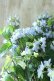 画像11: 山紫陽花 "剣の舞" 18cmポット
