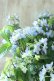 画像10: 山紫陽花 "剣の舞" 18cmポット