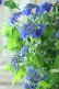 画像15: 山紫陽花 "紫水晶" 20cmポット