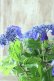画像7: 山紫陽花 "紫水晶" 18cmポット
