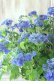 画像7: 山紫陽花 "紫水晶" 20cmポット