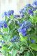 画像12: 山紫陽花 "紫水晶" 20cmポット