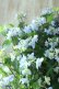 画像8: 山紫陽花 "剣の舞" 18cmポット