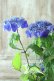画像11: 山紫陽花 "紫水晶" 18cmポット