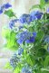 画像14: 山紫陽花 "紫水晶" 20cmポット