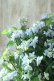 画像9: 山紫陽花 "剣の舞" 18cmポット
