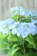 画像12: 山紫陽花 "空~くう~" 18cmポット