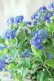 画像11: 山紫陽花 "紫水晶" 20cmポット