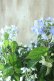 画像16: 山紫陽花 "剣の舞" 18cmポット