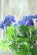 画像8: 山紫陽花 "紫水晶" 18cmポット