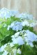 画像4: 山紫陽花 "空~くう~" 18cmポット
