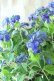 画像13: 山紫陽花 "紫水晶" 20cmポット