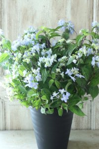山紫陽花 "剣の舞" 18cmポット