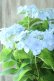 画像9: 山紫陽花 "空~くう~" 18cmポット