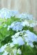 画像5: 山紫陽花 "空~くう~" 18cmポット