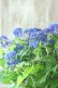 画像3: 山紫陽花 "紫水晶" 18cmポット