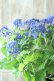 画像5: 山紫陽花 "紫水晶" 18cmポット