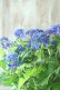 画像2: 山紫陽花 "紫水晶" 18cmポット (2)