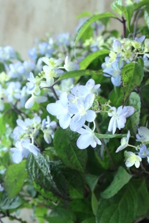 画像2: 山紫陽花 "剣の舞" 18cmポット