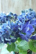 秋色紫陽花 "ラグーン ブルー" No.3