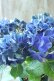 画像1: 秋色紫陽花 "ラグーン ブルー" No.3 (1)
