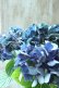 画像4: 秋色紫陽花 "ラグーン ブルー" No.2