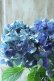 画像5: 秋色紫陽花 "ラグーン ブルー" No.1