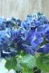 画像5: 秋色紫陽花 "ラグーン ブルー" No.3