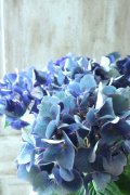 秋色紫陽花 "ラグーン ブルー" No.4
