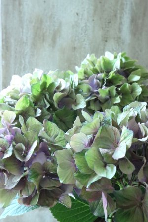 画像2: 秋色紫陽花 "マスカレード" No.1
