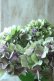 画像2: 秋色紫陽花 "マスカレード" No.1 (2)